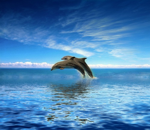 Tiber- The Bahamas dolphin