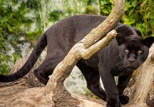 Black jaguar helps spiritual warriors